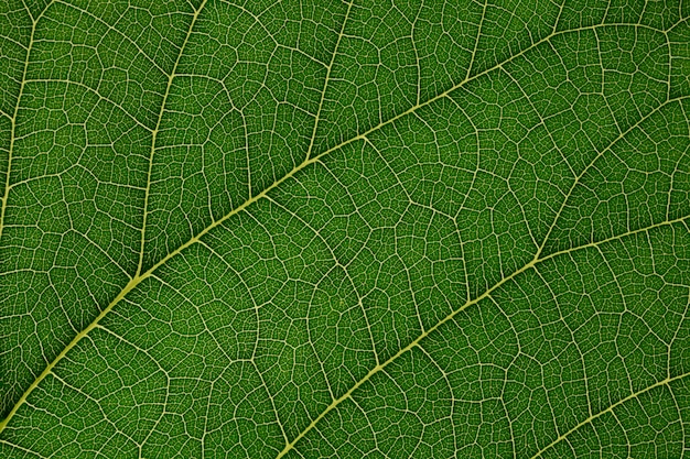 Foto foglia verde