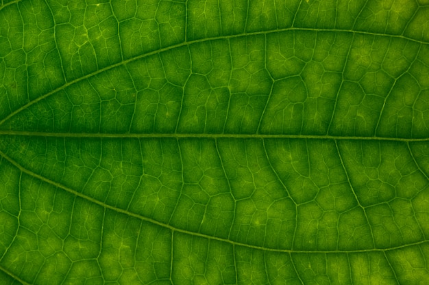 Photo green leaf