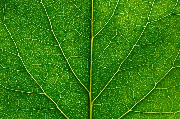 Green leaf