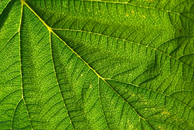 Green leaf