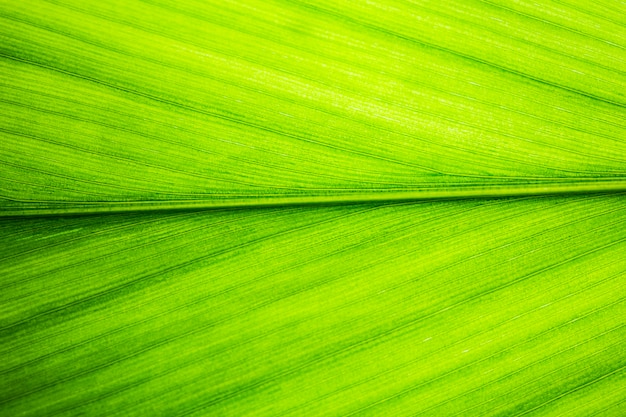 Photo green leaf