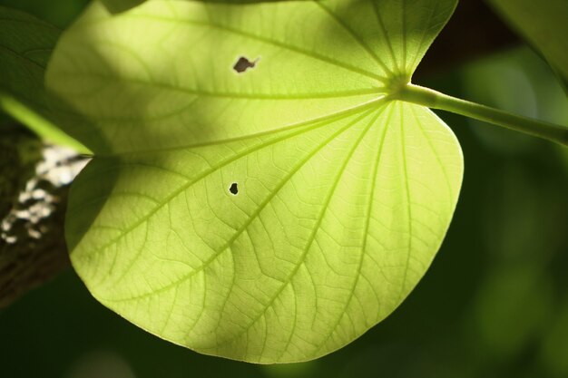 Green leaf