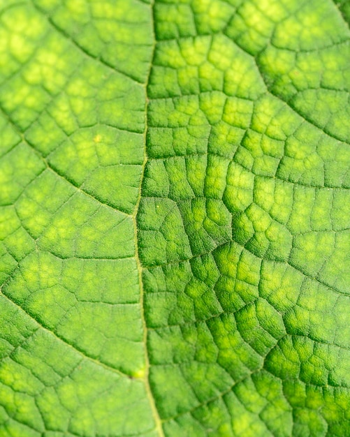 Green leaf