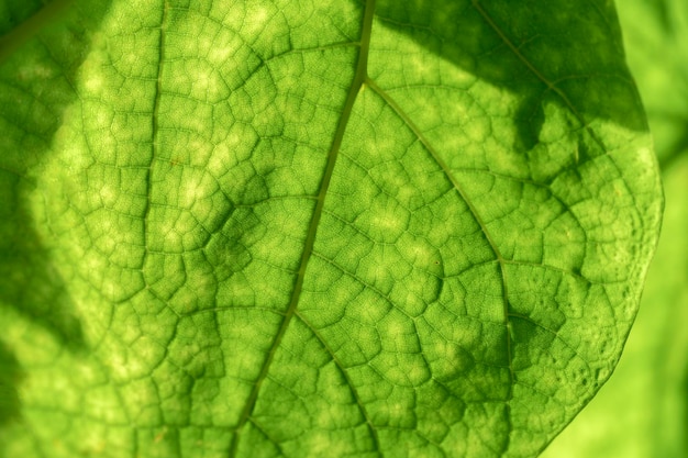 Green leaf