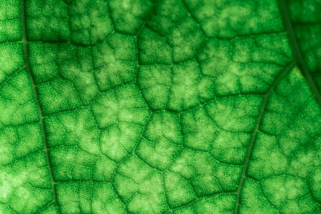 Green leaf