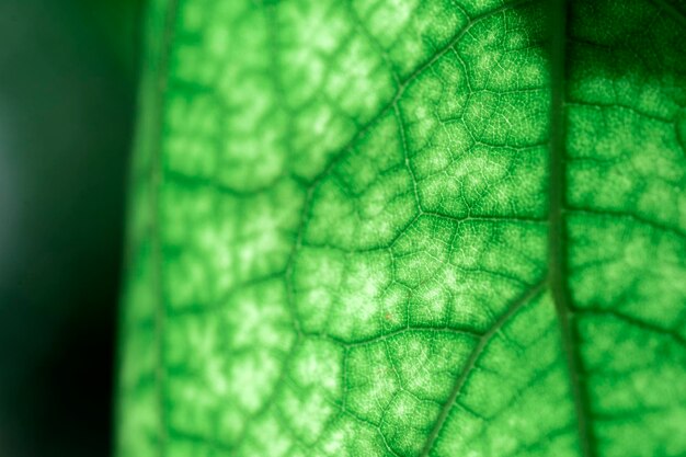 Green leaf