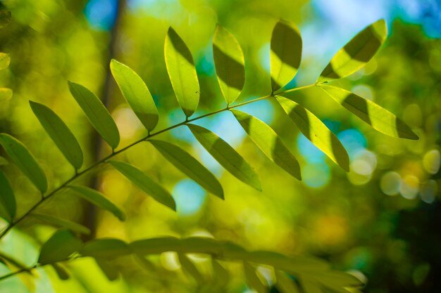 Foglia verde