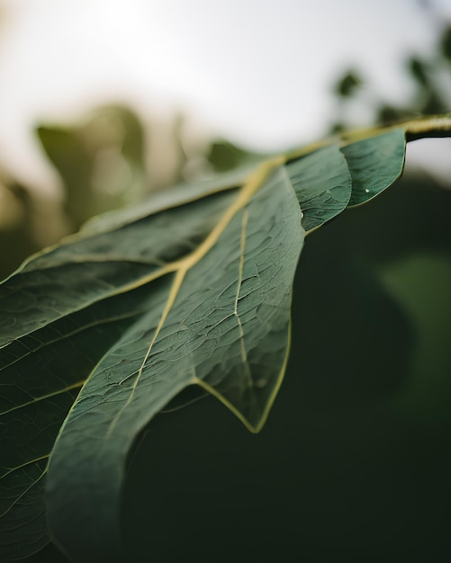 Green leaf