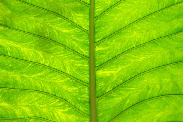 Green leaf