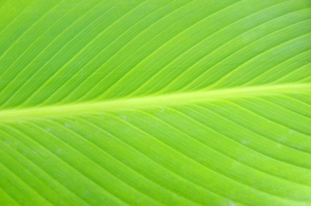 Green leaf