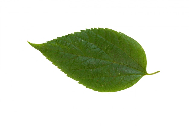 Green leaf