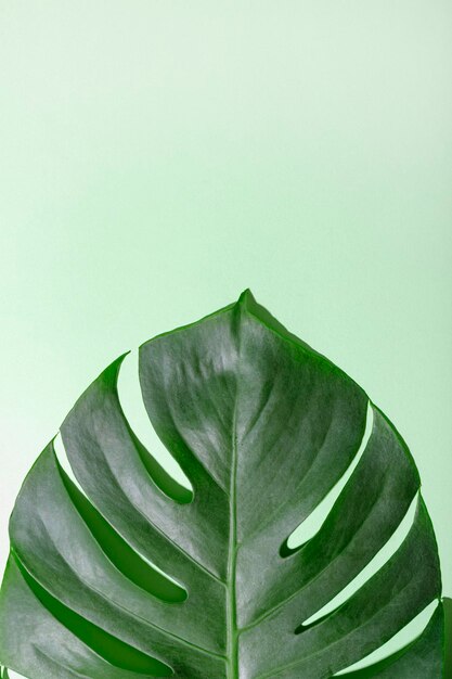 Green leafe of monstera on a light green background Minimalistic vertical background with tropical leafe and copy space for text