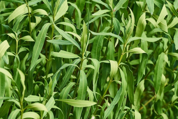 Photo green leafed plant photo