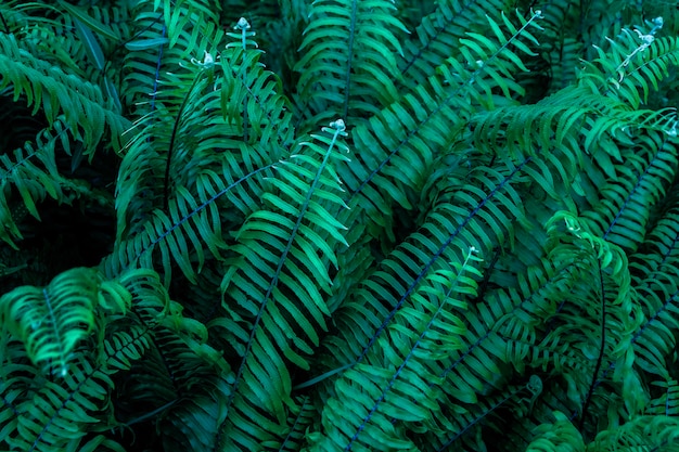 Green leafs fern against with black background