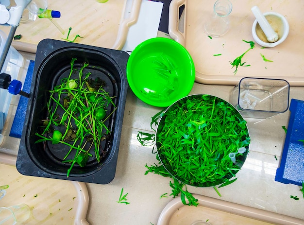 Green leafs in modern smart lab on work place in the room greenery flavoring and dye