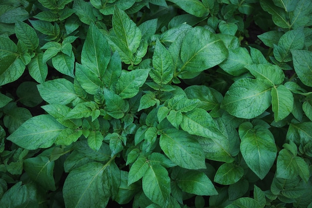 Green leafs of potato with raindrops. 