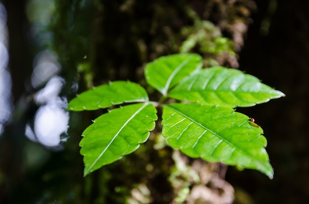 green leafs on tree trunk