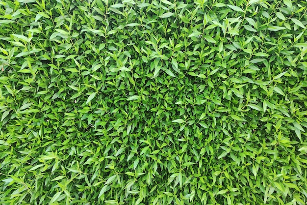 배경 디자인을 위한 녹색 잎 벽 텍스처와 아트웍을 위한 에코 벽 및 다이컷