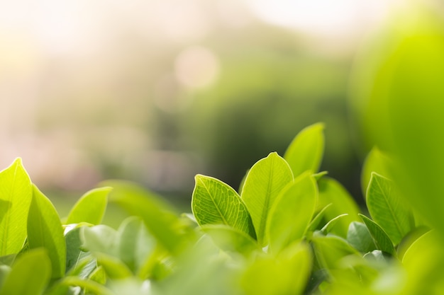 Photo green leafs with sunlight using for page cover or natural background concept.