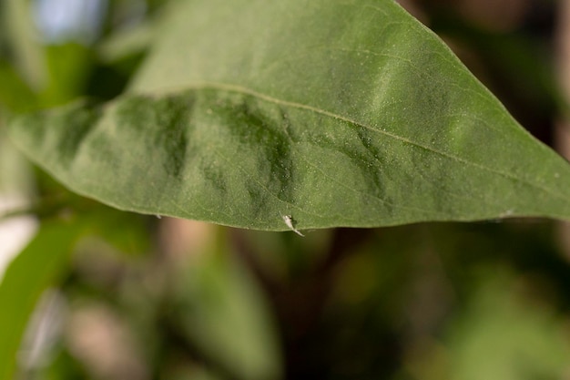 Photo green leafs