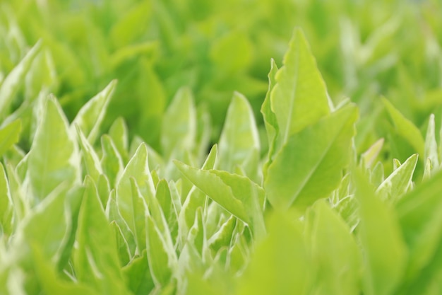 Green leafy background in the garden