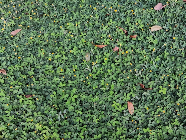 초록색 잎자루 배경