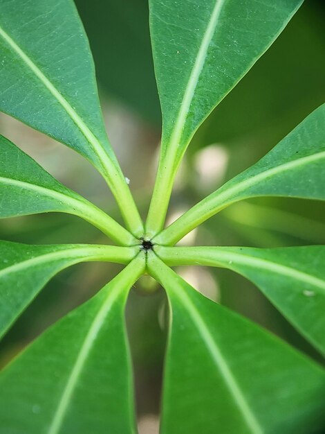 Green leafy background