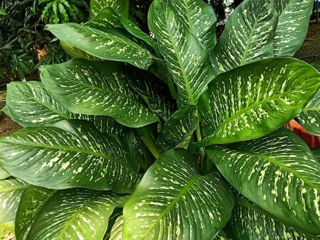 A green leafy plant with white and green leaves