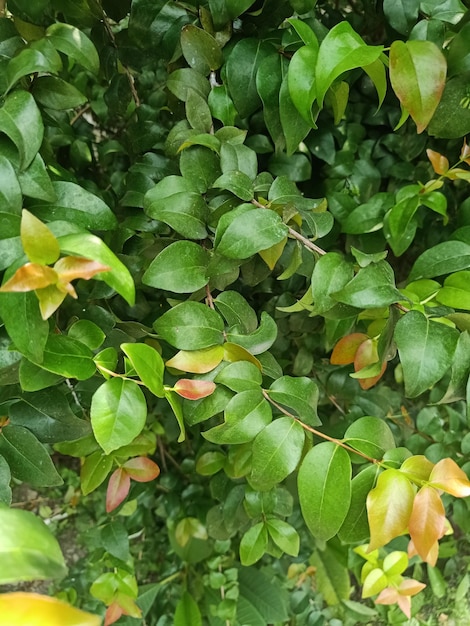 A green leafy plant with the word " on it's side.