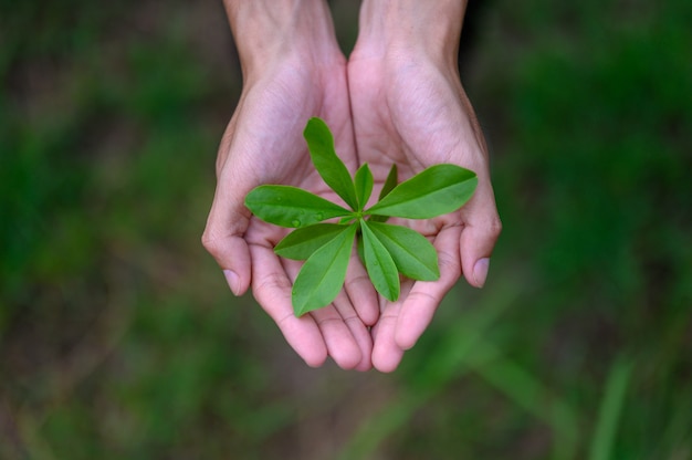 Green leafy seedlings put on the hands of men