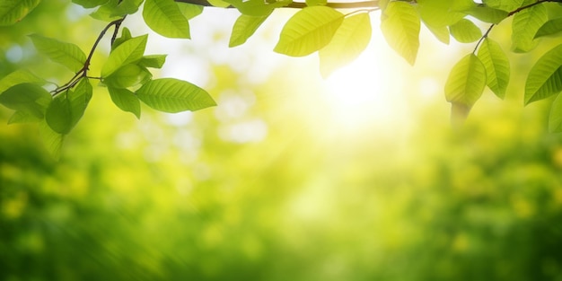 A green leafy tree branch with the sun shining on it