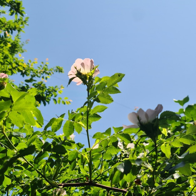 A green leafy tree with a pink flower on it.