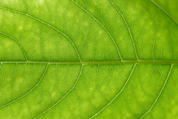 Green leave close up