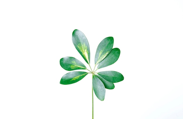 Green leave isolated on white background