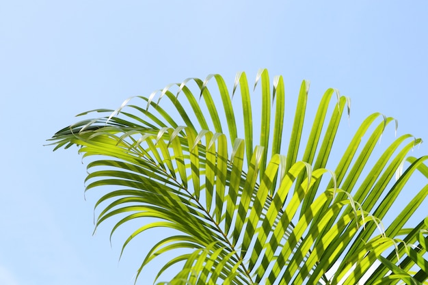 Green leave of palm in the sky