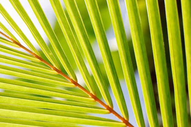 Green leave of palm tree close up