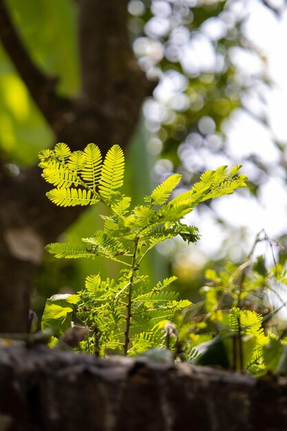 Foto la foglia verde brilla sotto il sole