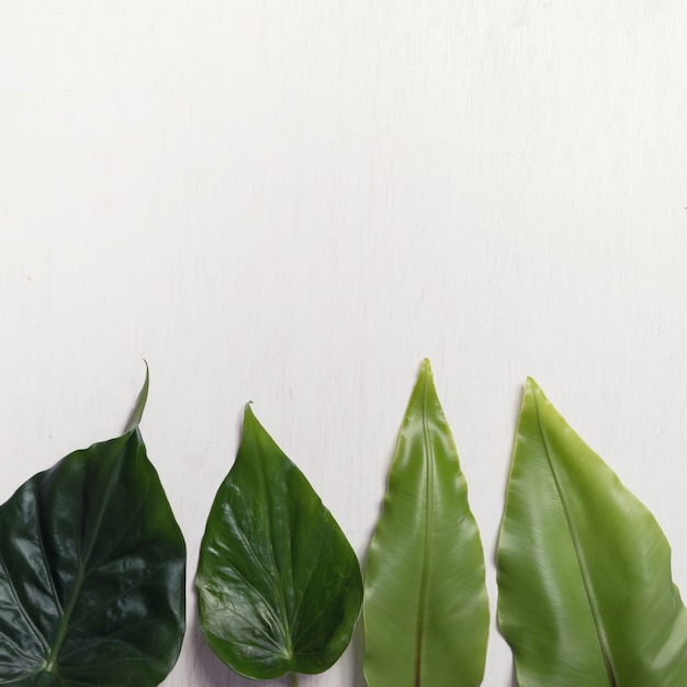 Green leave on white background