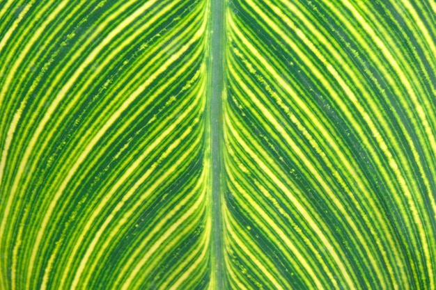 Green leave 