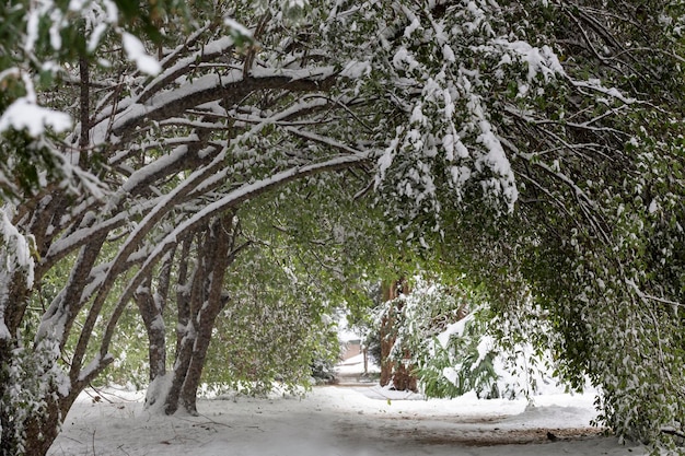 Green leaved tree branch bent under the weight of summer snow Clear sunny day Weather and meteorological anomalies