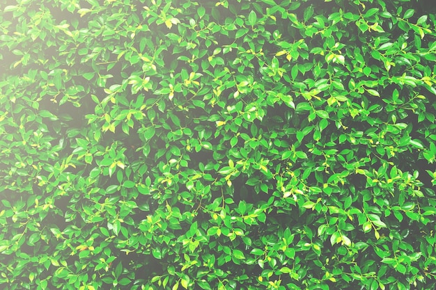 Фото Зеленые листья стены текстуры и фона стены зеленых деревьев в саду