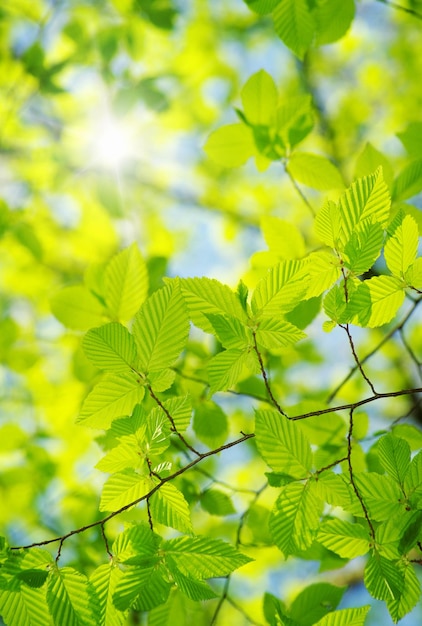 Зеленые листья на абстрактном фоне