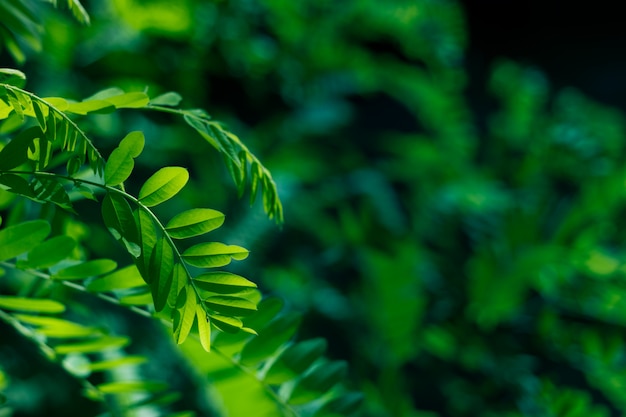 Green leaves of acacia