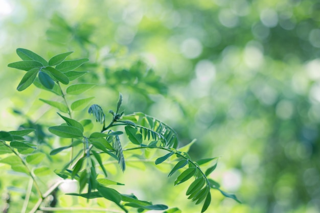 Green leaves of acacia