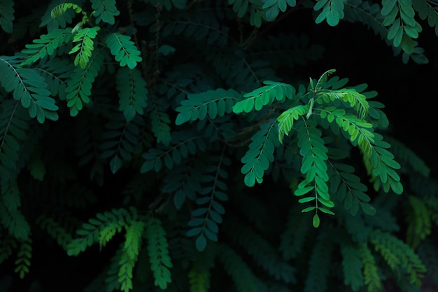 Green leaves of acacia