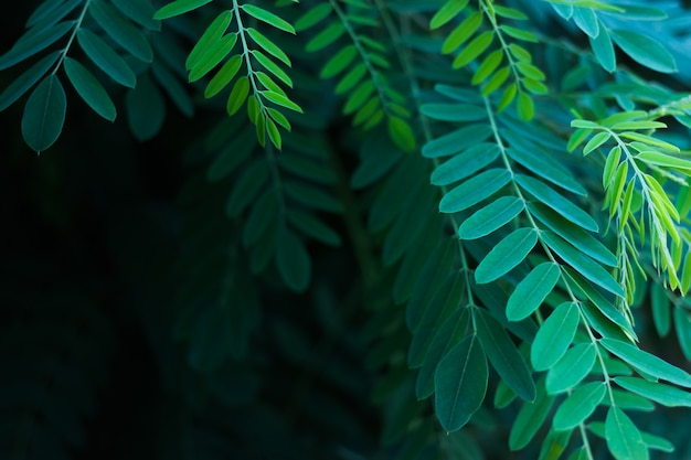 Green leaves of acacia