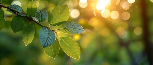 Green Leaves Adorning Tree Branch