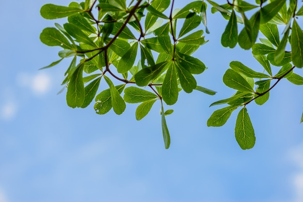 Green leaves against the sky