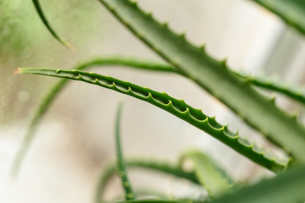 Green leaves of aloe plant close up