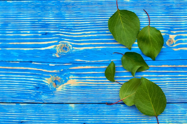 Green leaves apricots on a wooden blue background